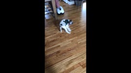 Cute alert!! Tail chasing fail!