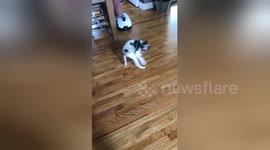 Newsflare Edit - Cute alert!! Tail chasing fail!