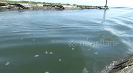 enter the dry season flocks of a beautiful jellyfish jelly come to the port of probolinggo