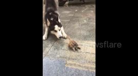 Brave little turtle fights with husky