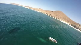 Paraglider films whale rescue off Mexico