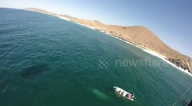 Paraglider films whale rescue off Mexico