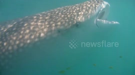 Whale Sharks have fishes living in their mouth