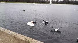 Hyde park pond