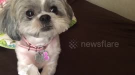 Adorable Shih Tzu being naughty while looking completely innocent
