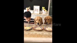 Dogs defeat owner in noodle-eating competition