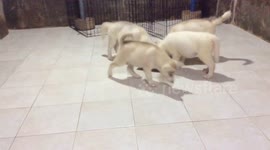 White Husky puppies eating time