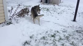 Huskies happy time - Brother from another mother