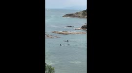 Scary moment orcas cruise close to child bathers in New Zealand