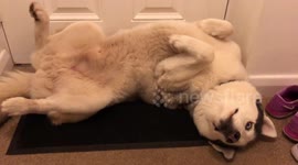 Siberian Husky Sleeping Funny!