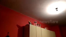 Cockatiel slow motion landing #2