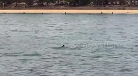 Wallaby stuns ferry passengers in Sydney Harbour