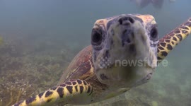 Endangered hawksbill sea turtle tries to give a scuba diver a kiss in Koh Tao, Thailand