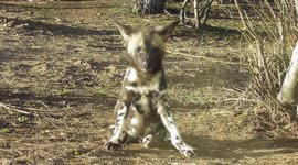 Poor Painted Dog Puppy Trips And Tumbles