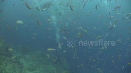 A whale shark encounter of the close kind