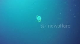 A dangerous box jelly spotted while diving in Thailand