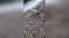 Woman rescues starving dog trapped in canal