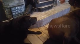 Doggy Trio sing I Love you