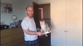 Cat likes being carried round on plastic lid