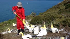 Spraying fake guano at concrete gannet colony, Mana Island, New Zealand