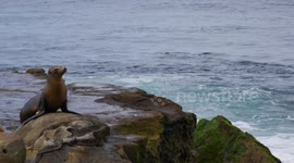 Close encounters with sea lions