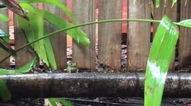 Loudest green tree frog ever