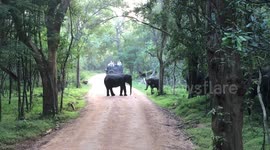 Amazing herd of Asian elephants with a baby