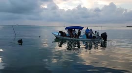 Tourists feeding giant fish by hand