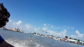 Birds following boat grom Belize city