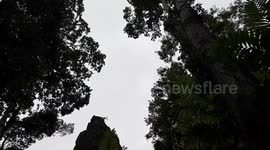 Howler monkeys in Tikal Guatemala