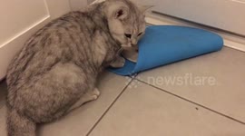 Kitty can’t get to food he covered up earlier!