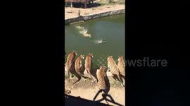 Duck tries to flee tiger after falling into enclosure