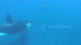 Sea lion narrowly escapes killer whale
