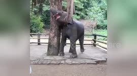 Baby elephant scratching