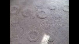 No where to sit and these dog's aren't listening