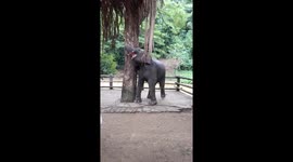 Baby elephant scratching