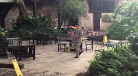 Four Macaws Guatemala