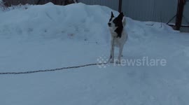 Dog Chernopyat fun sneezes