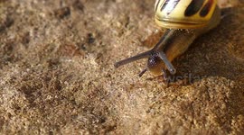 Snail