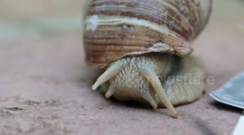 Snail1