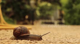 Caracol snail