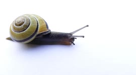 Caracol