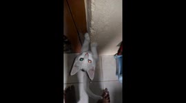 Cats use eye magic 2-color to instruct the owner to open the door