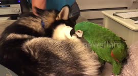 Parrot Loves his Pomsky Pup