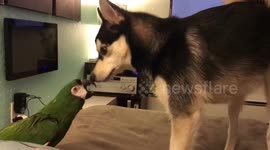 Pomsky Pup