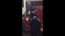 My babies playing