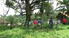 step and rarely encountered durian trees that have hundreds of years of age is rare and exist, but in probolinggo district there is a durian tree of 120 years old that bear fruit and many enjoy the lovers of durian
