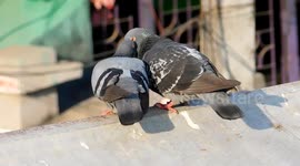 The bizarre mating ritual of birds in India