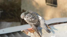 a beautiful indian rock pigeons bird