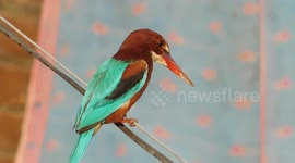 a indian kingfisher sitting on a electricity cable